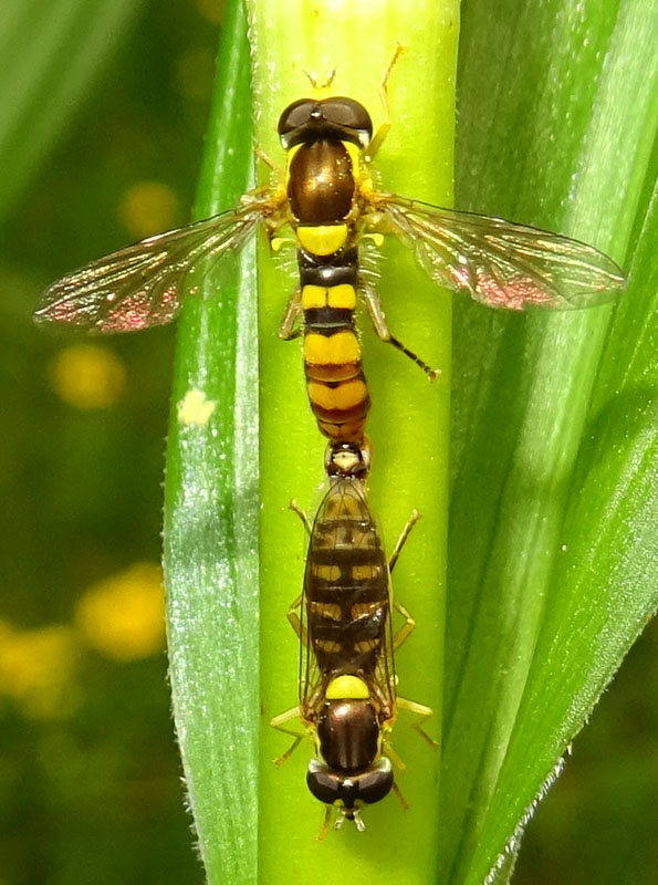 accoppiamento si Sphaerophoria scripta (Syrphidae)